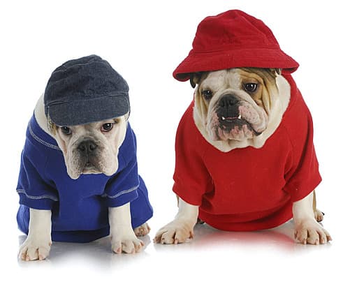 Köpek Kıyafetleri