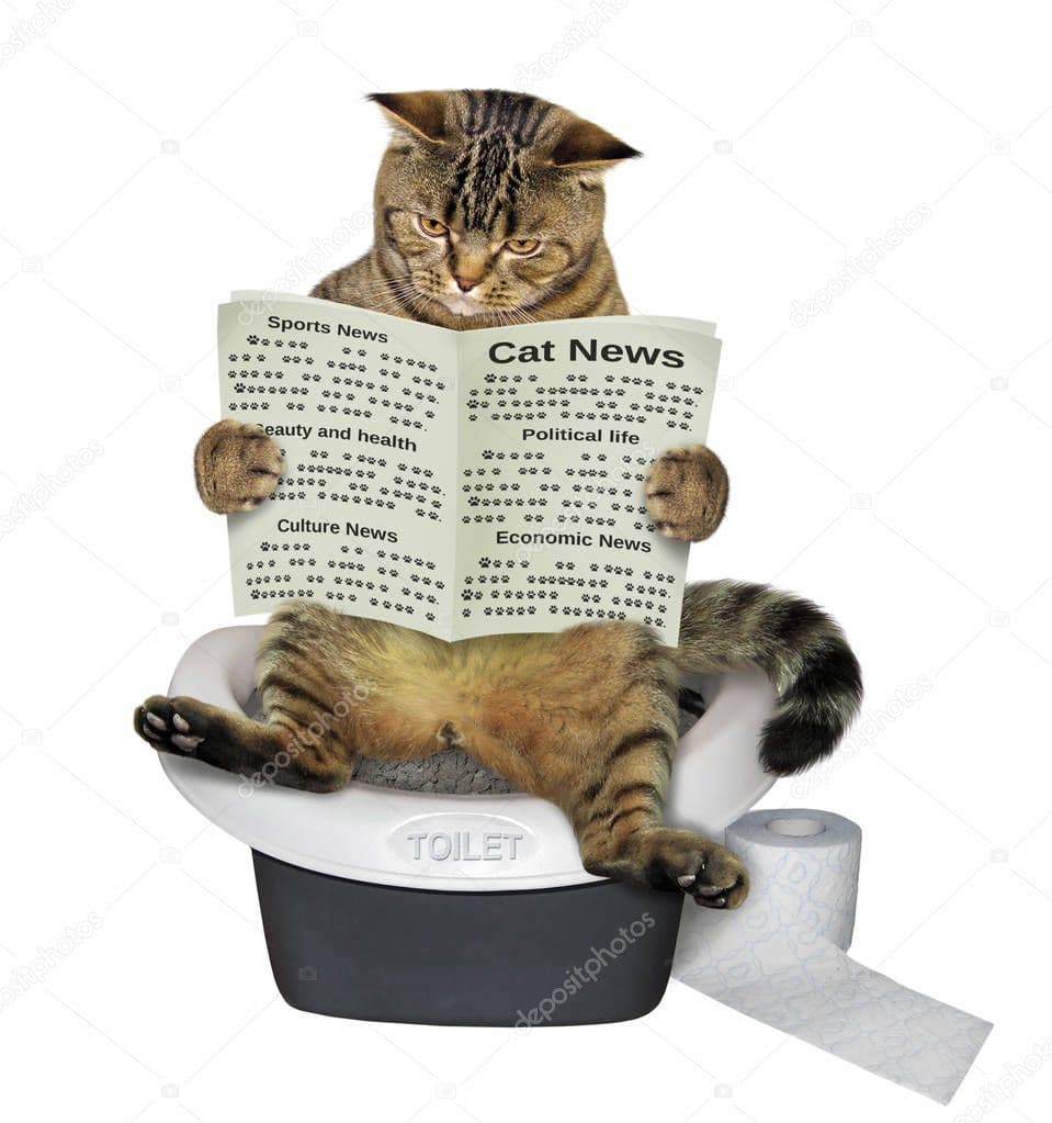 Kedi Tuvaletleri